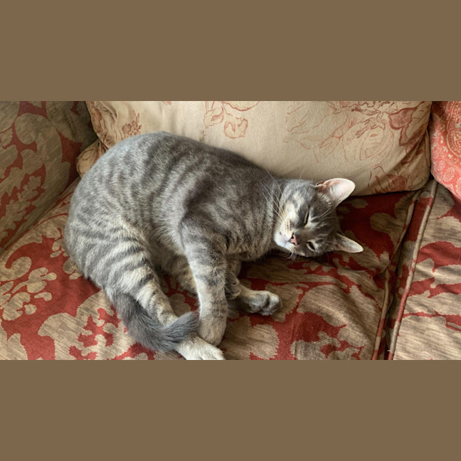 Photo of Adie (Aka Admetus)