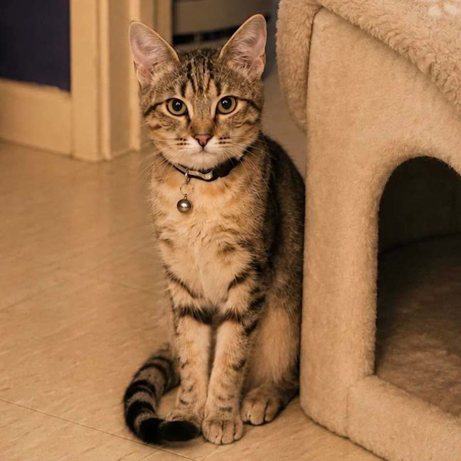 Photo of 14050 – Koda