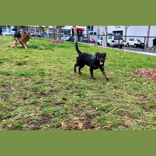 Photo of Pippa