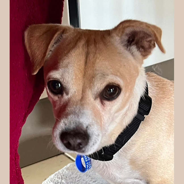 Photo of Archie   3 Year Old Chihuahua X Jack Russell