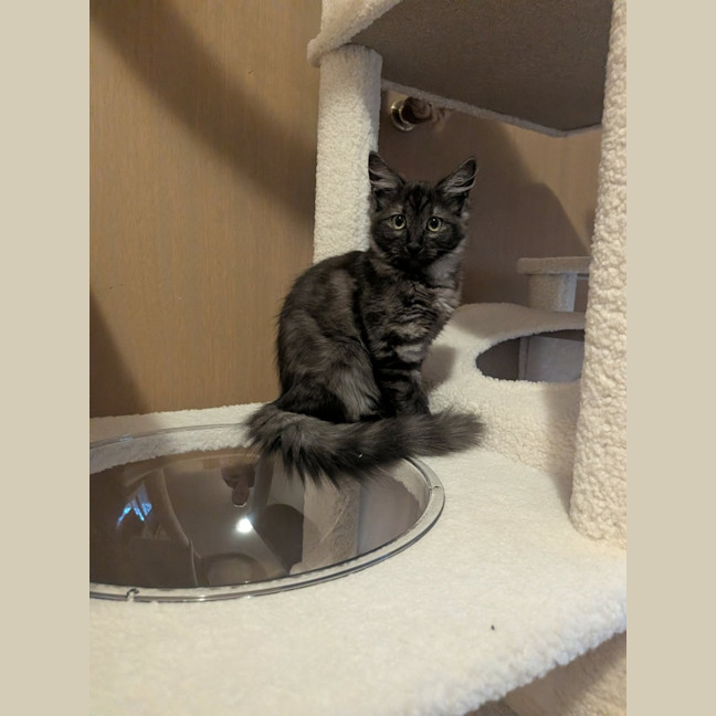 Photo of Topaz