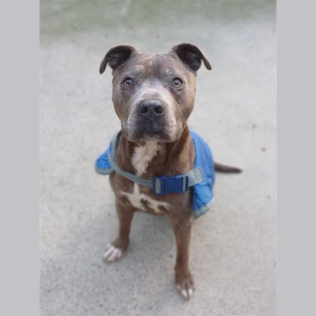 Photo of Bugsy