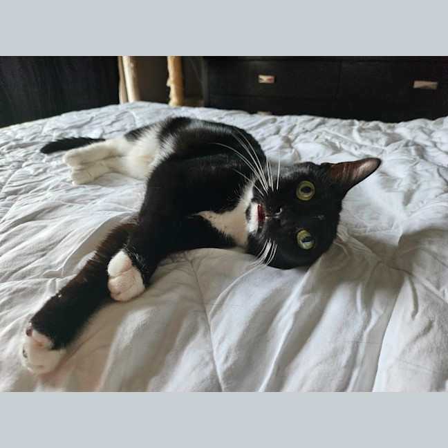 Photo of Puddin