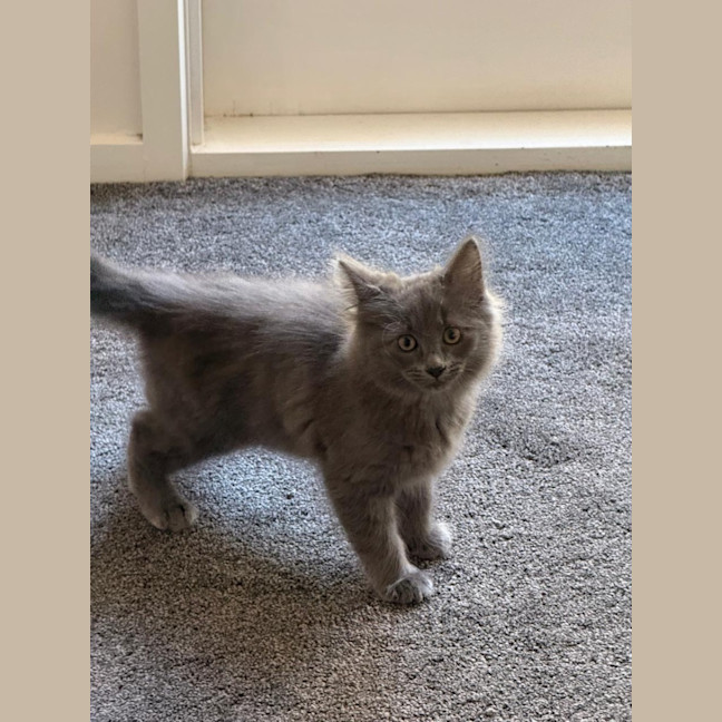 Photo of Peppercorn