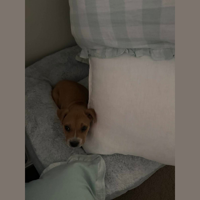 Photo of Rosie