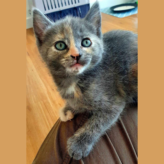 Photo of Buttons   Lcated In Somerville
