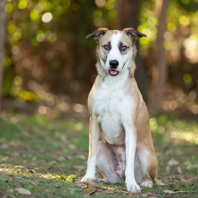 Photo of Lulu (Previously Zara)