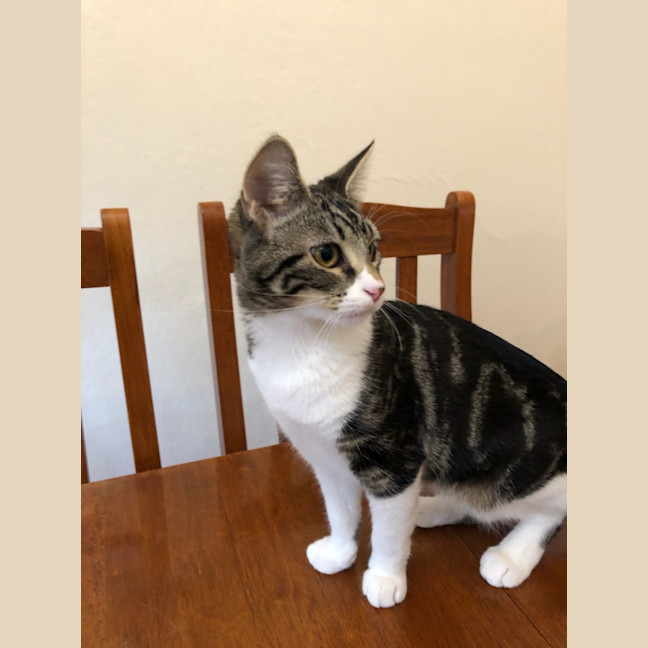 Photo of Toffee