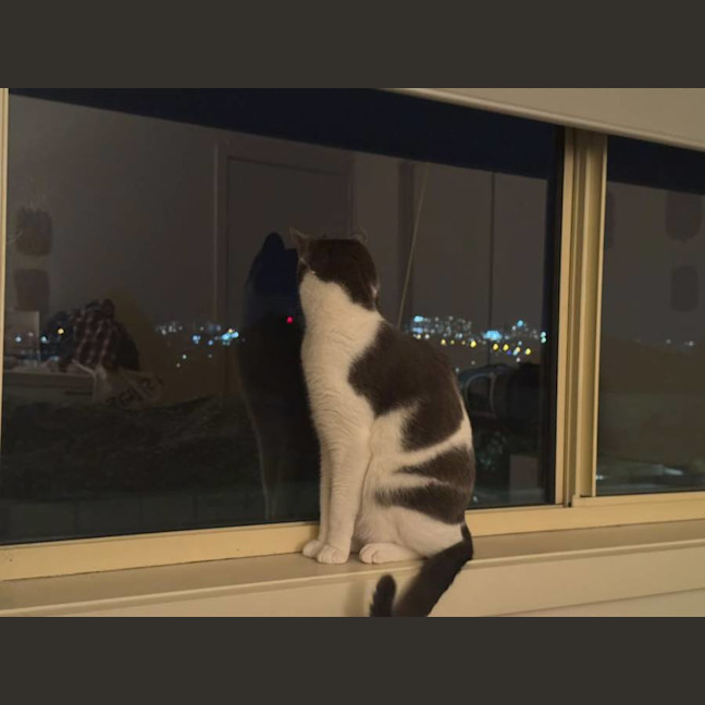 Photo of Felix The Cat!