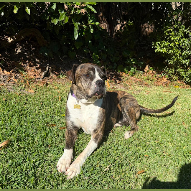 Photo of Julius