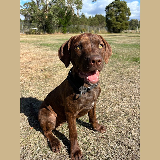 Photo of Sadie