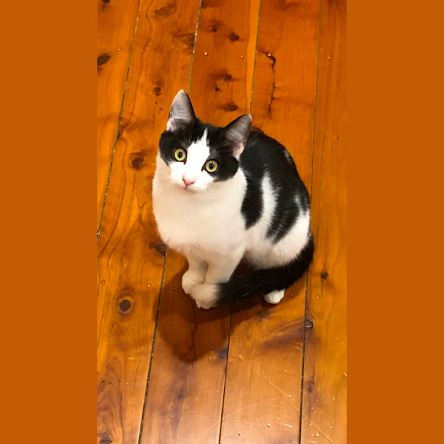 Photo of Gizmo