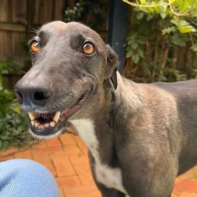 Photo of Arna The Greyhound