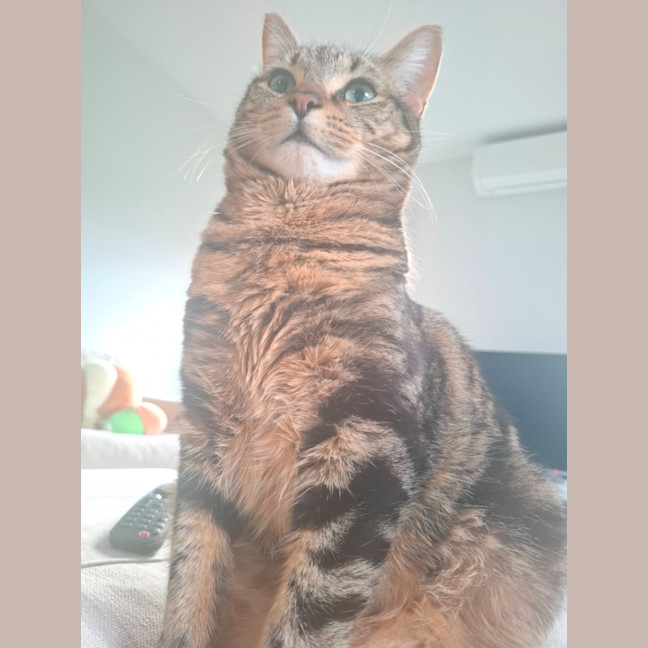 Photo of Flintavious 