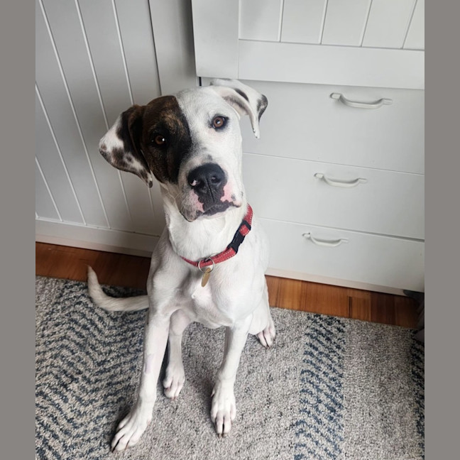 Photo of Garbanzo Bean