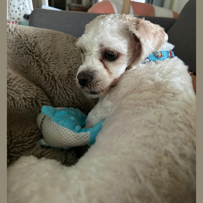 Photo of Timmy   1 Year Old Shih Tzu X Poodle