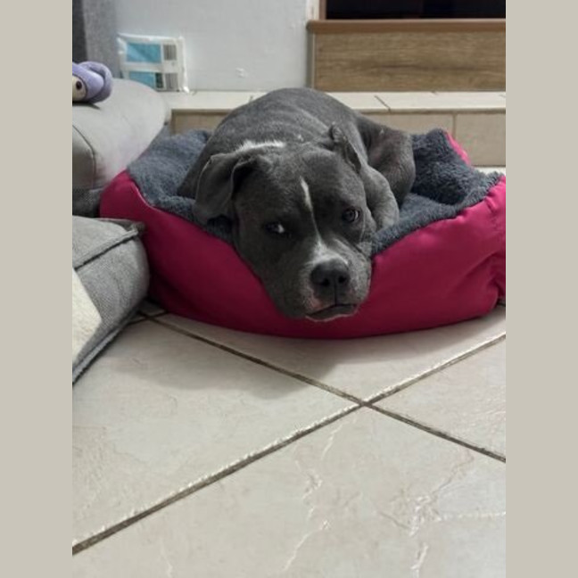 Photo of Tikki
