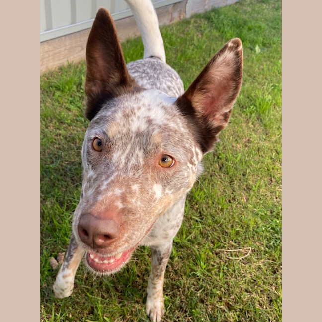 Photo of Willow   5 Year Old Cattle Dog X Kelpie