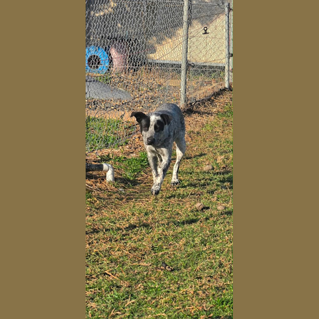Photo of Clyde 