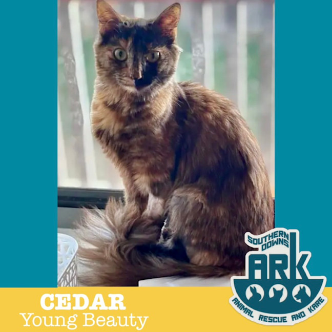 Photo of Cedar