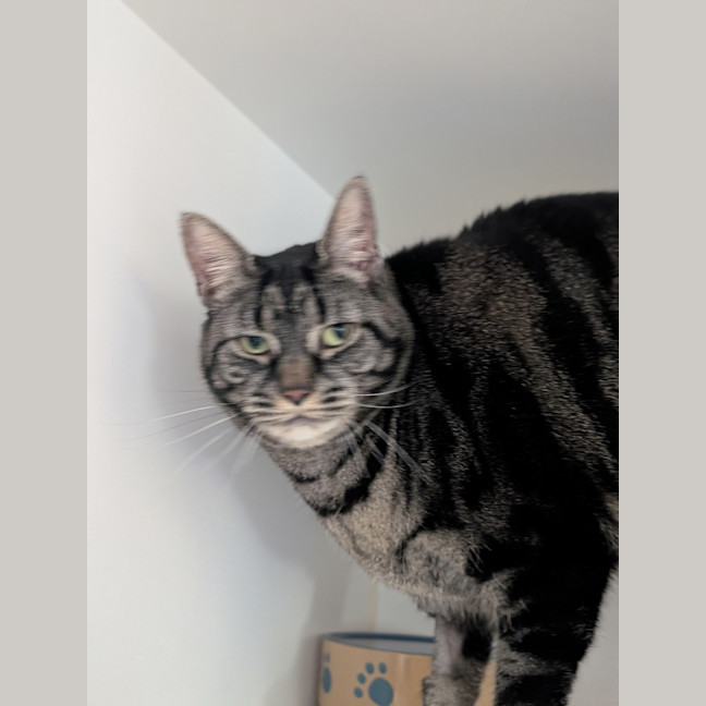 Photo of Piper