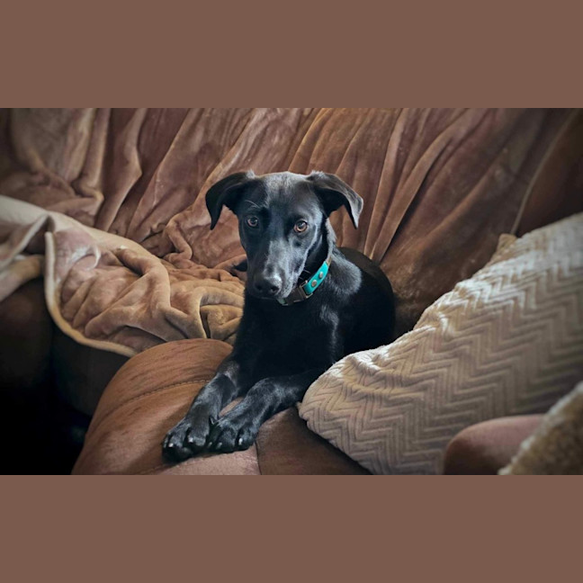 Photo of Baxter 