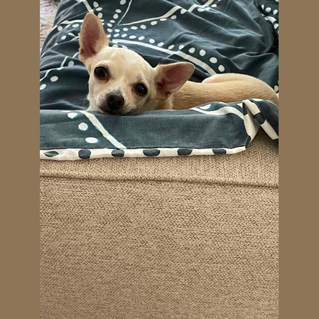 Photo of Sweet Little Lexi And Yeti 