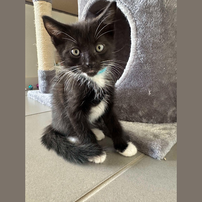 Photo of Hugo ( K39)