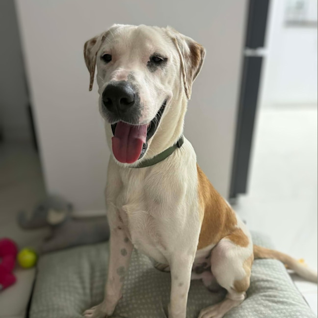 Photo of Koba