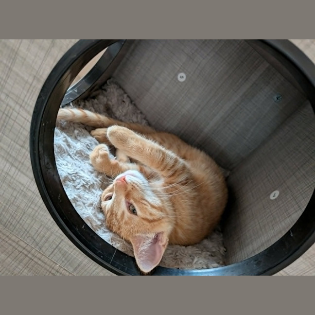 Photo of Misty