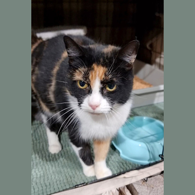 Photo of Clover