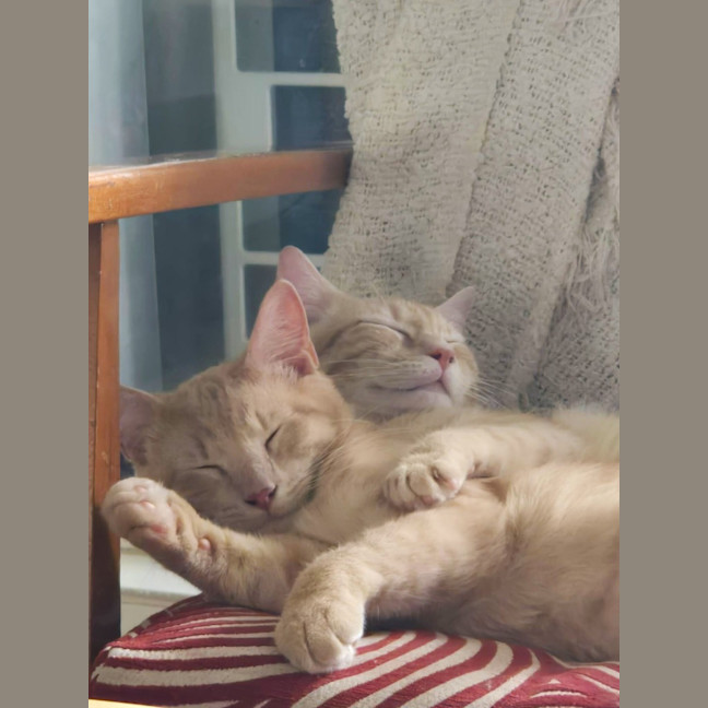 Photo of Cider And Caesar