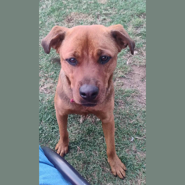 Photo of Cupid 😍Rottweiler X Ridgeback, Girl, 1.5yo