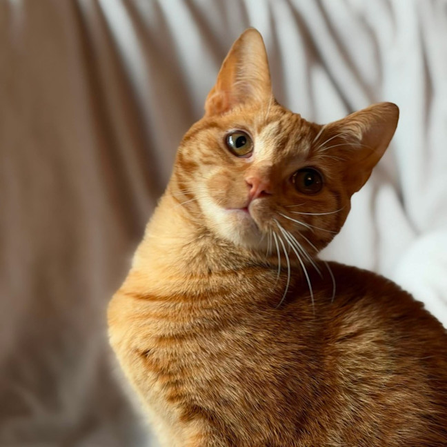 Photo of Boris   In Foster Care In Templestowe