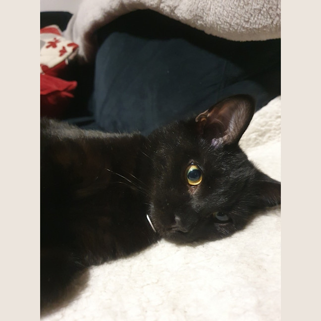 Photo of Raven