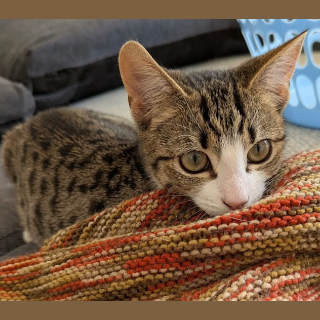 Photo of Jellybean