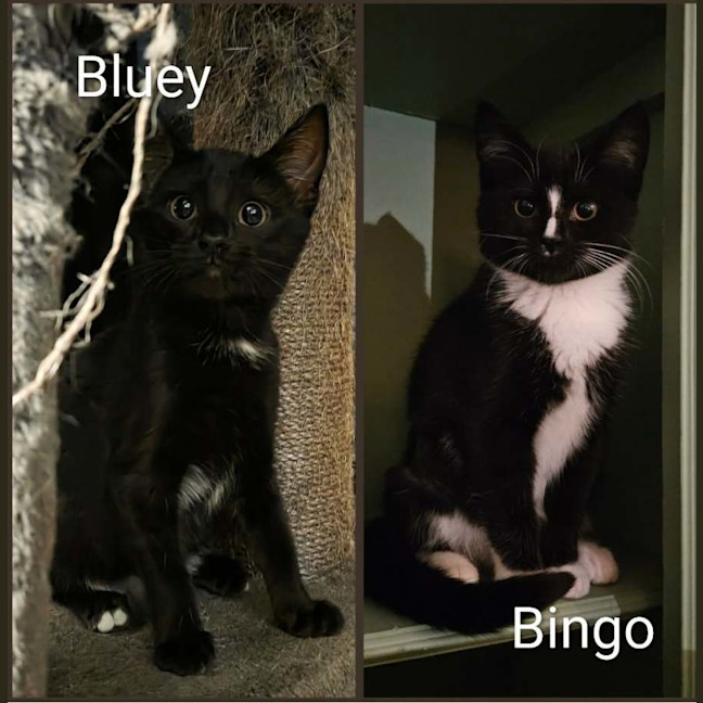 Photo of Bluey & Bingo 