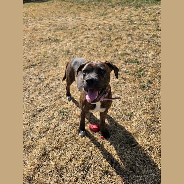 Photo of Willow