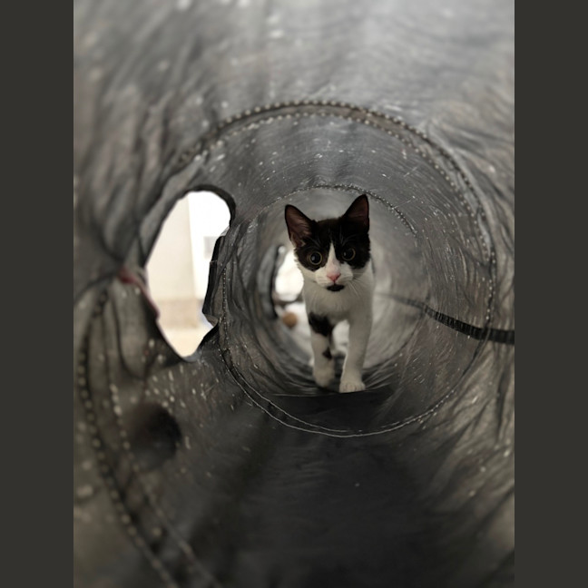 Photo of Pickle