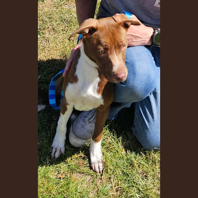 Photo of Gingerbread