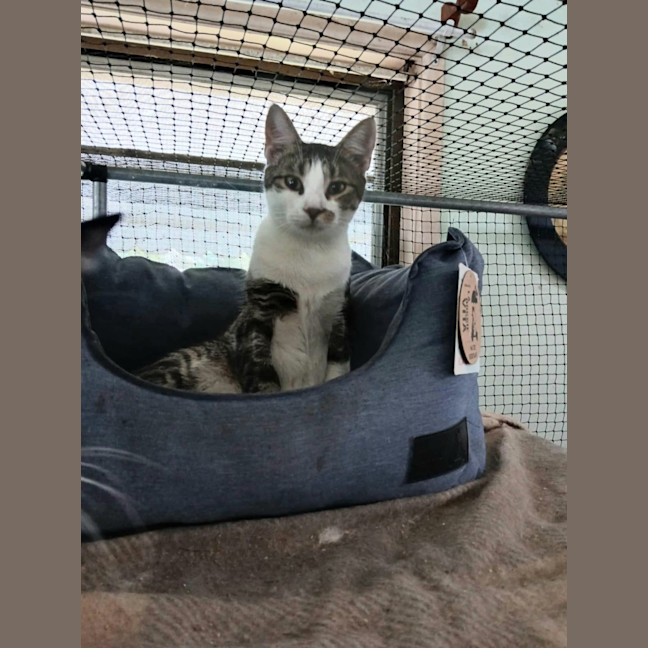 Photo of Lobo (Aka Obie)💗