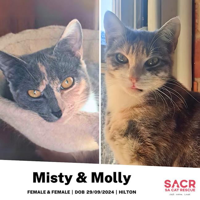 Photo of Misty & Molly