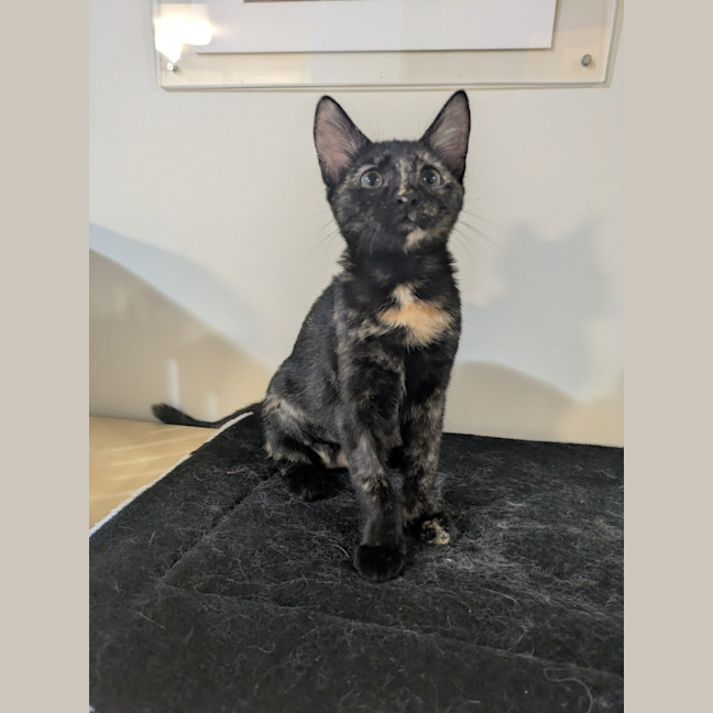 Photo of Luna