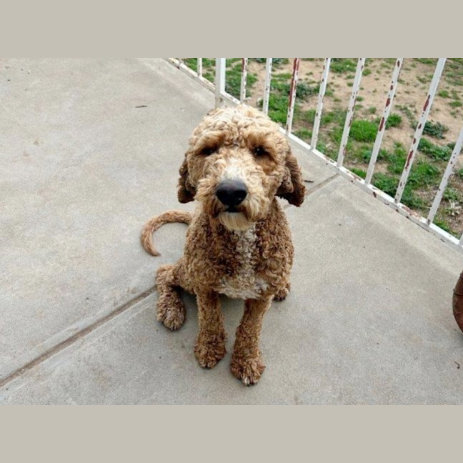 Photo of Patch Valenti