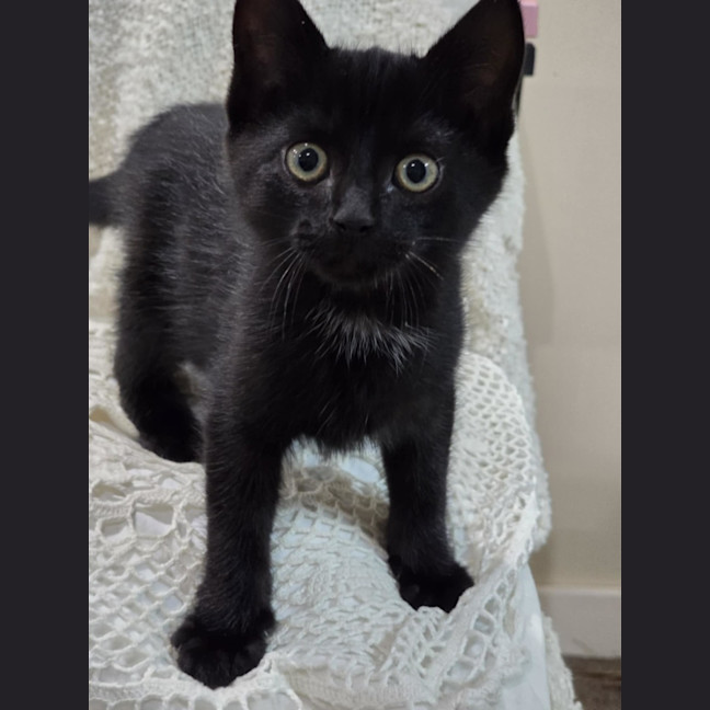 Photo of Frankie   9 Week Old Dsh