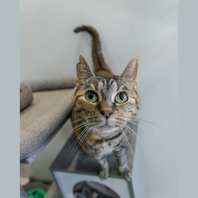 Photo of Wedge