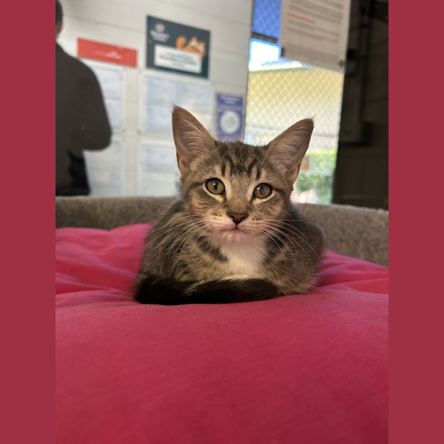 Photo of Tulip