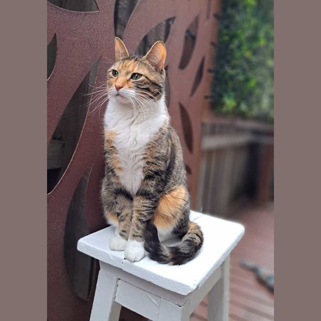 Photo of Tilly
