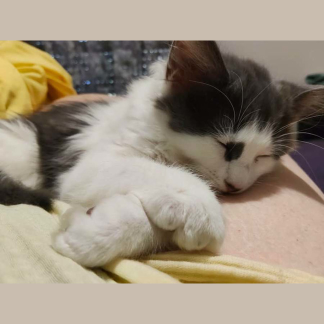 Photo of Gus Gus
