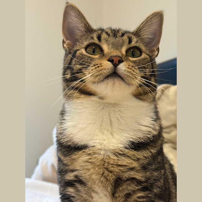 Photo of Sphinx
